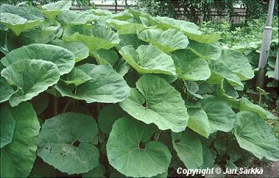  Petasites hybridus 